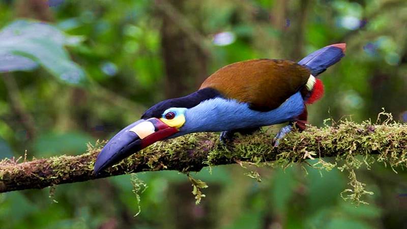 Tucan-Mindo-ecuador