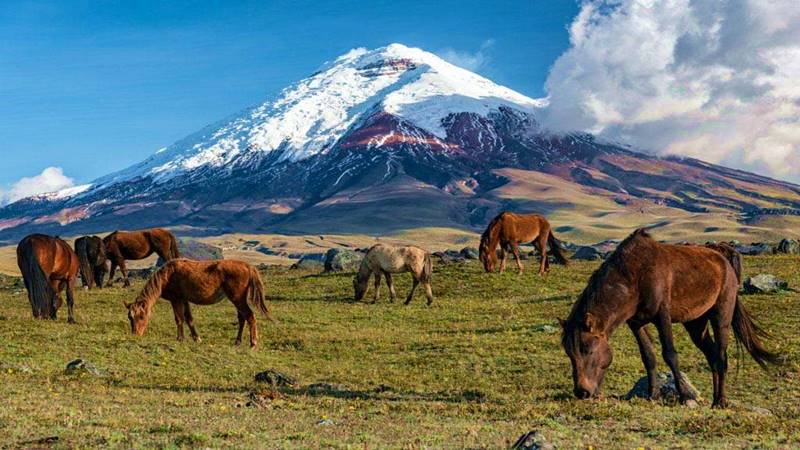 Wild-horses-Cotopaxi-Ecuador